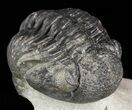 Pedinopariops Trilobite - Mrakib, Morocco #58443-4